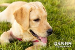 拉布拉多配种最佳时间是什么时候？