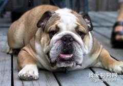 斗牛犬怀孕多久生产？