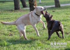 狗打架被咬伤的常规处理方法