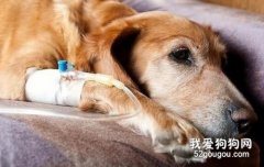 狗狗呕吐没精神 应警惕细小和犬瘟