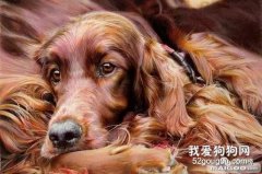 爱尔兰雪达犬发情期间的注意事项