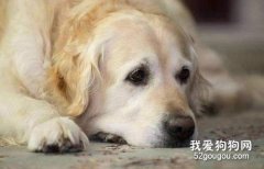 <b>狗临死前的征兆 有这些征兆就多陪陪它吧</b>