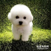 <b>比熊犬感冒如何预防和用药治疗？</b>