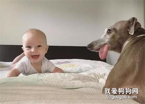 <b>它是一只患有恐惧症的狗狗，最后却被小婴儿治愈了...</b>