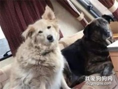 <b>十年之后，我还是那么想念汪星的你！</b>