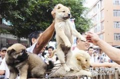 <b>马上国内又要杀死一大批狗，而日本却因这个保护措施获大家力挺</b>