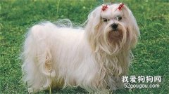 马耳他犬的毛发修剪