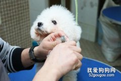 给犬美容间接促进其健康