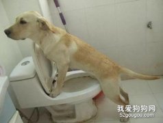 <b>怎么训练拉布拉多上厕所？</b>