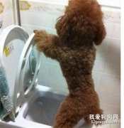 泰迪训练的注意事项