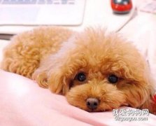 <b>吉娃娃的饲养过程中的几个注意事项</b>