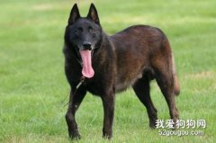 马里努阿犬怎么训练？