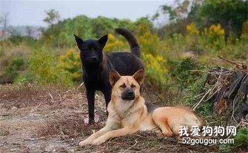 <b>拿什么拯救你？我的中华田园犬</b>