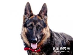 德国牧羊犬有什么缺点 养德牧之前一定要了解清楚