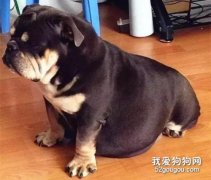<b>怎么让狗狗奶水变多？</b>