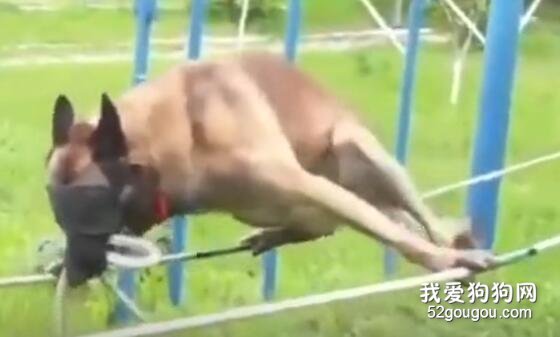 <b>工作犬不仅工作时很累，平时训练也好辛苦。。</b>