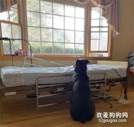 <b>病人已去世，狗狗却固执守在空病床前不肯离去：我在等主人...</b>