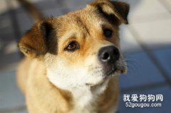 中华田园犬的缺点 你知道吗