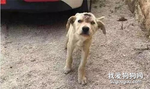 <b>我打我的狗？关你p事....</b>