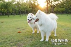 狗狗尿液颜色代表什么 尿液颜色隐藏狗狗身体的秘密