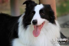 边境牧羊犬的缺点 你知道的有哪些呢