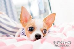 吉娃娃有什么缺点 如果忍受不了最好别养