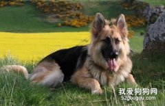 德国牧羊犬有什么优点 想养德牧的你心动了吗