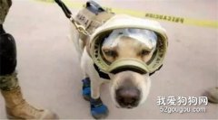 <b>这条狗竟被印在了钱币上？10岁的它9年救过50多人性命！</b>