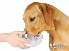 <b>狗狗一定不能喝的三种东西 误饮可能会导致狗狗死亡</b>