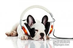 狗狗适合听的音乐 这几类音乐可以多给狗狗听