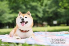 柴犬的性格有哪些特点？