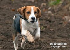 <b>这几种小型犬 不仅可爱还适合看家</b>