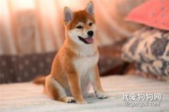 柴犬有什么优点?