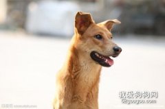 <b>中华田园犬的优点 你喜欢土狗吗</b>