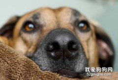 狗狗鼻子为什么是湿的 你知道原因吗