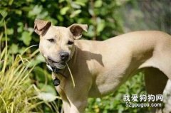 <b>狗狗吃草！我们要管吗？</b>