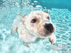 <b>怎么训练狗游泳 教会狗狗游泳的小技巧</b>