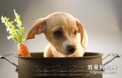 <b>狗狗吃什么可以美毛？</b>