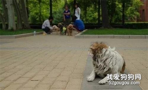 <b>流浪狗看见宠物狗会在想什么呢？说来心酸……</b>