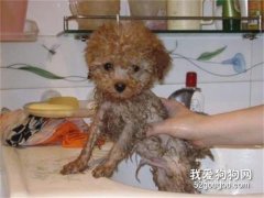 贵宾犬怎么洗澡 教你给狗狗洗澡