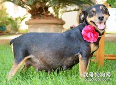 狗狗生完小狗要注意什么