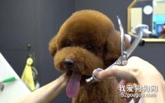 给泰迪剪毛的步骤是什么