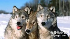 <b>据说这8种狗最像狼，据说柯基都上榜了....快看看有你家的没？</b>