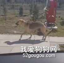 <b>男子路遇狗子叼着一碗狗粮在街上走，一路跟踪后有了意外的发现…</b>