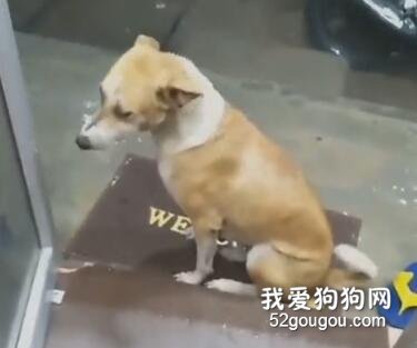<b>宠物故事,宠物情感,宠物与人,流浪狗,宠物的爱,宠物关爱,宠物公益,狗狗</b>