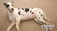 <b>狗狗临产前有哪些表现？</b>