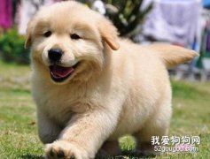 <b>金毛一生必经的5个阶段 你要好好爱护它</b>