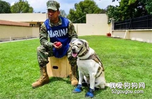 <b>在搜救犬退休仪式上，训练员把它的搜救装备换成了玩具..</b>