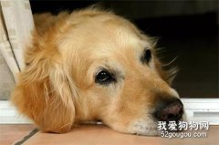 <b>为什么狗狗临死前会离家出走？</b>