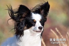 <b>蝴蝶犬基础训练教程大全</b>